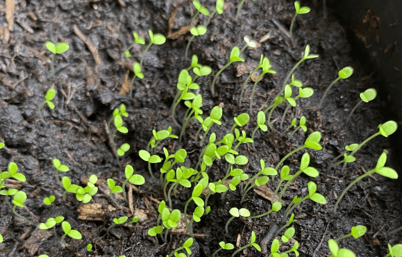 waarom kruidenzaden kopen bij dutch garden seeds